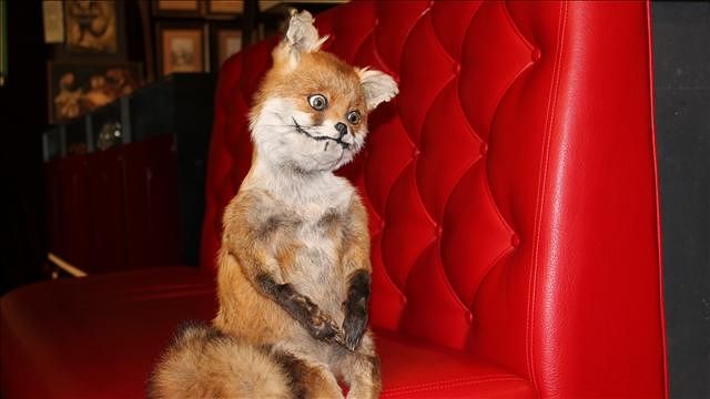 News video: Russia's Latest Internet Star: Stoned Fox